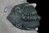 Metacanthina Trilobite - Lghaft, Morocco #163891-2